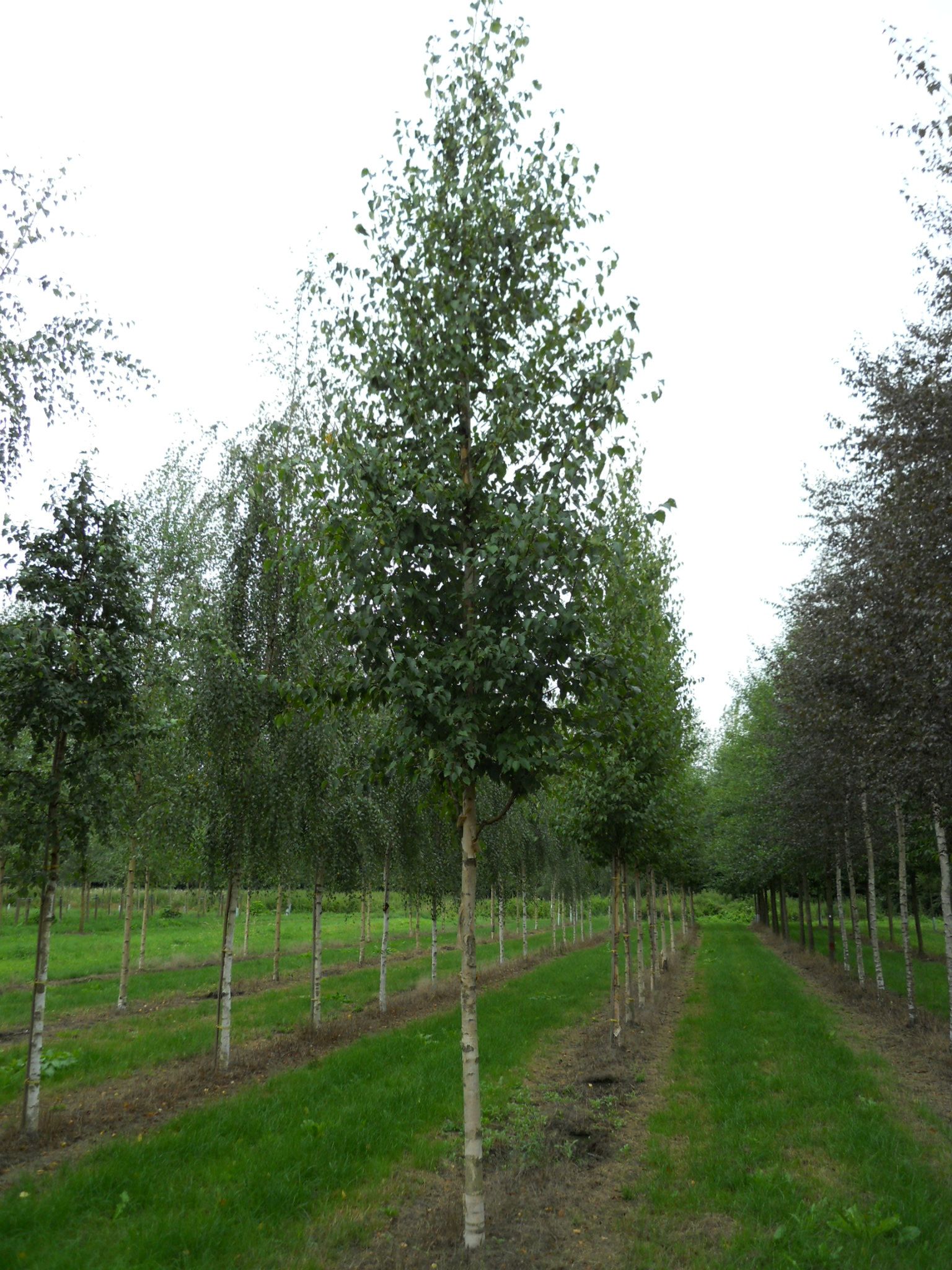 Betula ermanii GoldBirke, ErmansBirke Van den Berk Baumschulen